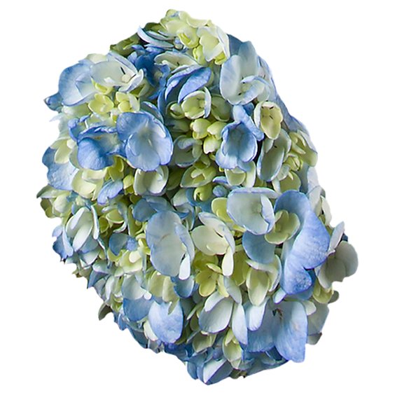 Debi Lilly Hydrangea White/blue 3 St - EA