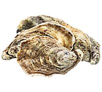 Oysters Pacific Medium Live Farmed - EA