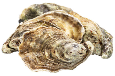 Oysters Pacific Medium Live Farmed - EA