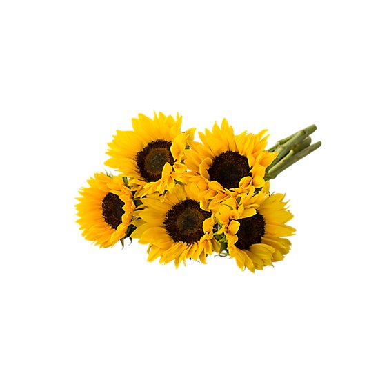 Sunflower Yellow - 5 STEM