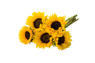 Sunflower Yellow - 5 STEM - Image 1