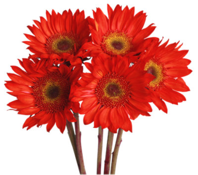 Novelty Sunflowers 5 Stem - Each - Image 1