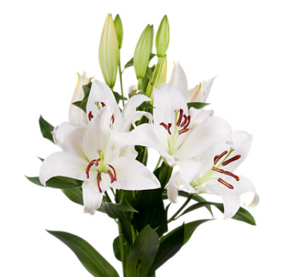 Lily Oriental White Assorted 3 Stem - Each - Image 1