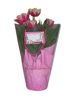 Potted Tulip in Gift Bag - Each - Image 1