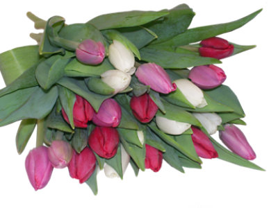Parade Cut Tulips - EA - Image 1