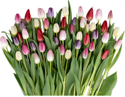Parade Cut Tulips - Each - Image 1