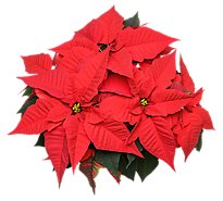 Poinsettia 6 Inch Assorted Colors - Each