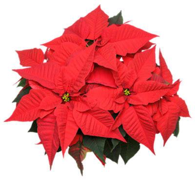 Poinsettia 6 Inch Assorted Colors - Each - Image 1