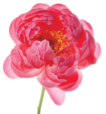 Peony Coral Charm 5stem - EA - Image 1