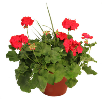 Geranium Planter 10 Inch - EA - Image 1