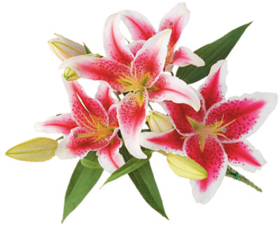 Stargazer Lilies Dogs Allergic To Lilies 20 Stems Of Stargazer