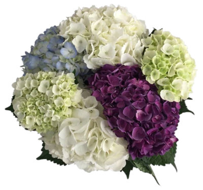 Hydrangea Medley Bqt - EA - Image 1