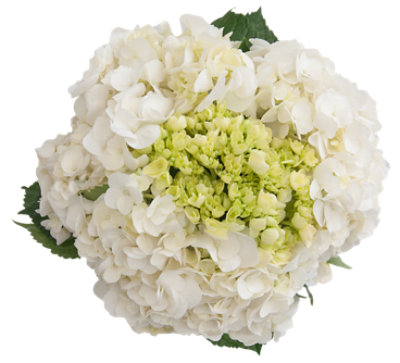 Hydrangea Mega Bunch - EA - Image 1