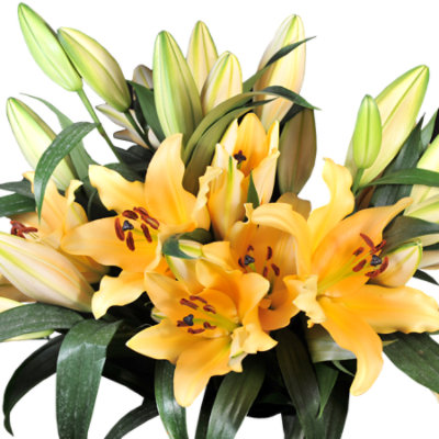 Sonata Lilies 3 Stem