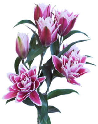 Lilies Double Rose 2-stems - EA - Image 1