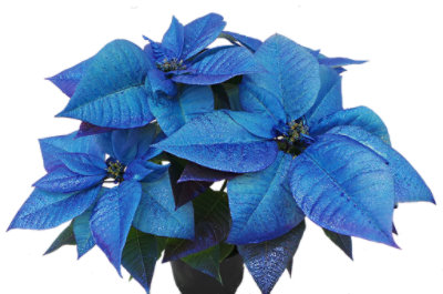 Painted Blue Poinsettia 6.5 In - EA - shaws