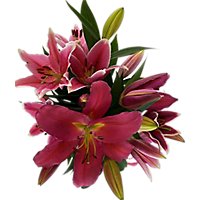 Lily Oriental - EA - Image 1