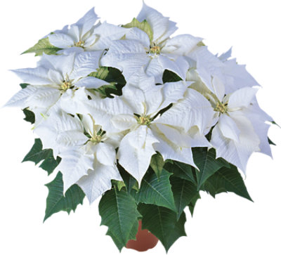 Poinsettia Color 6 Inch - Each - Image 1