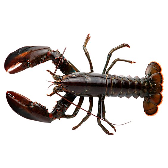 Lobster Chicks Live 1 To 1.5 Lb Rhode Island - LB