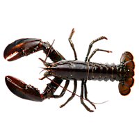 Lobster Chicks Live 1 To 1.5 Lb Rhode Island - LB - Image 1