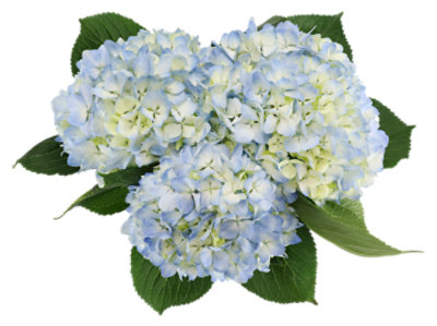 Debi Lilly Hydrangea Mixed Case - EA - Image 1