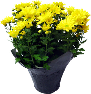 Lemon Blueberry Mondo Cookies - 5 Count - Image 1