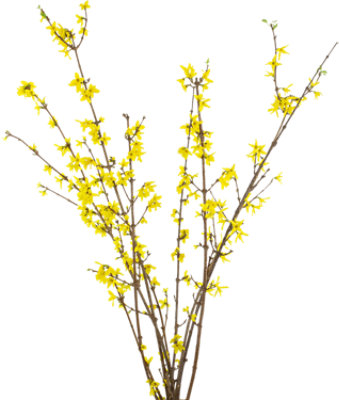 Forsythia 5 Stems - Each - Image 1