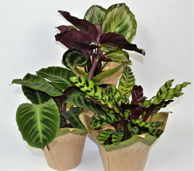 Calathea Astd 6in - 6 INCH - Image 1