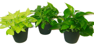 Pothos 6 Inch - Each - Image 1