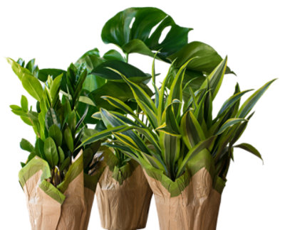 care of pitcher plants Pitcher Plant Care - How to Grow: Nepenthes and Sarracenia main image 1