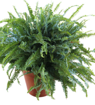 Large Fern Mixed Bin Boston/kimberly/macho - 88 OZ - Image 1