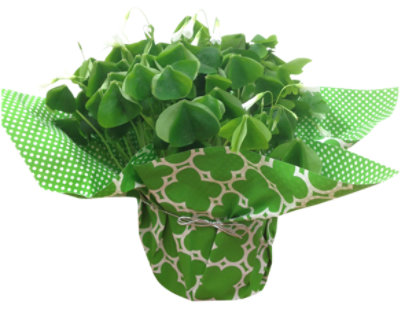 Shamrock Oxalis 4 Inch - Each - Image 1
