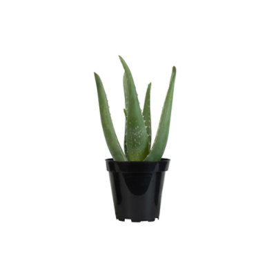 Aloe Vera 3.5 In - EA - Image 1