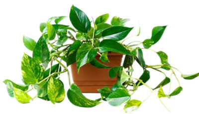 Pothos 4 Inch - Each - Image 1