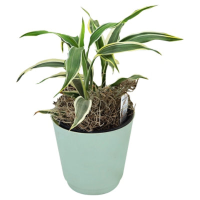 Assorted Foliage 4 In - 4 INCH