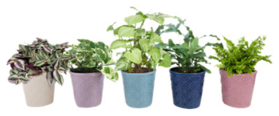 Overjoyed Boutique Money Tree - 5 Inch - Image 1