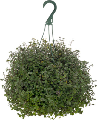 Foliage Hanging Basked Astd 8in - 8 INCH - Image 1