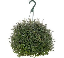 Foliage Hanging Basked Astd 8in - 8 INCH