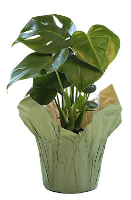 Foliage Assorted Bin - 10 INCH - Image 1