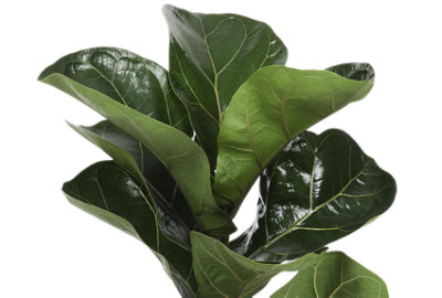 Overjoyed Boutique Foliage Collection - Each - Image 1