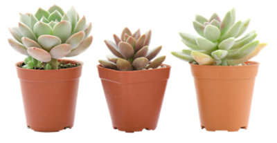 Debi Lilly Succulent Garden 8 In EA Albertsons