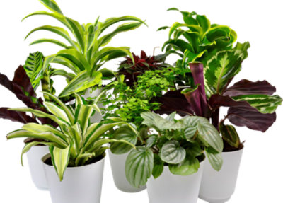 Premium Foliage 4 Inch - Each - Image 1