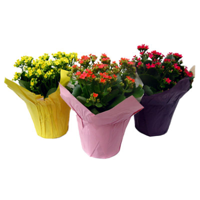 Kalanchoe - Each - Image 1