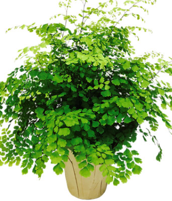 Upright Fern 6 Inch - Each - Image 1