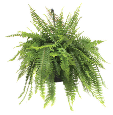 Fern Boston 10 In - 10 IN - Image 1