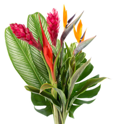 scenza plants Cambria Orchid