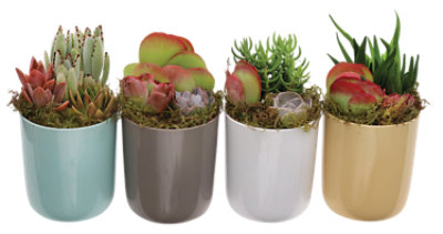 Succulent Garden Assorted - 4.5 IN - vons