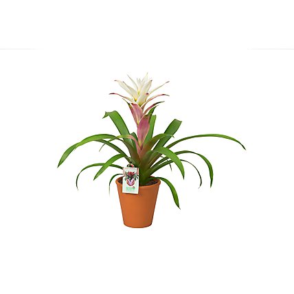 Bromeliad In Clay Pot - 5 IN - Image 1