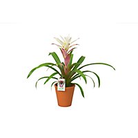 Bromeliad In Clay Pot - 5 IN - Image 1