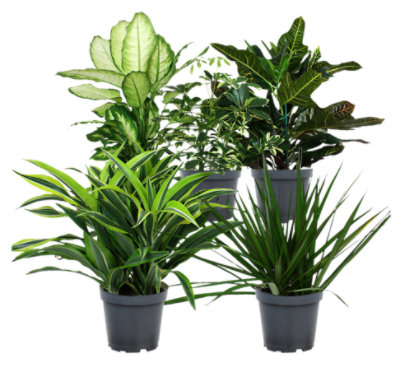 Foliage Assorted 6 Inch - Each (variety may vary) - Image 1